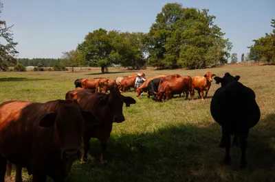 Maria Contreras walks through her herd of cattle after feeding them at her family farm in Blevins, Ark. on Sept. 7, 2023. Photo by Rory Doyle.